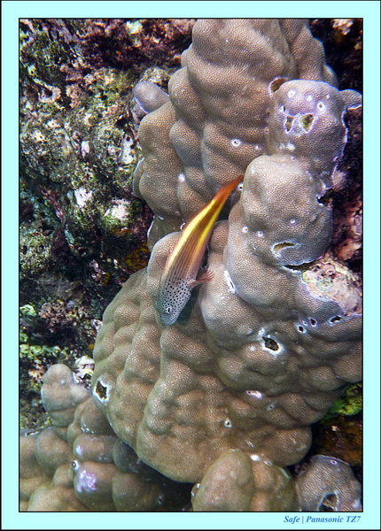 2012 - 07 - Dauin Sanctuary 03